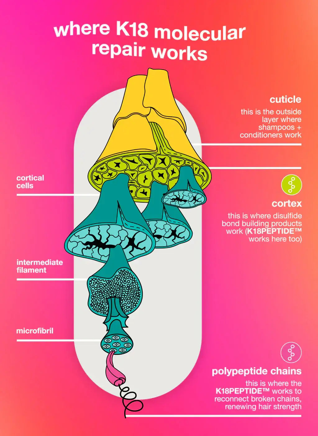 Diagram showing where K18 molecular repair works within hair structure, including cuticle, cortex, and polypeptide chains.