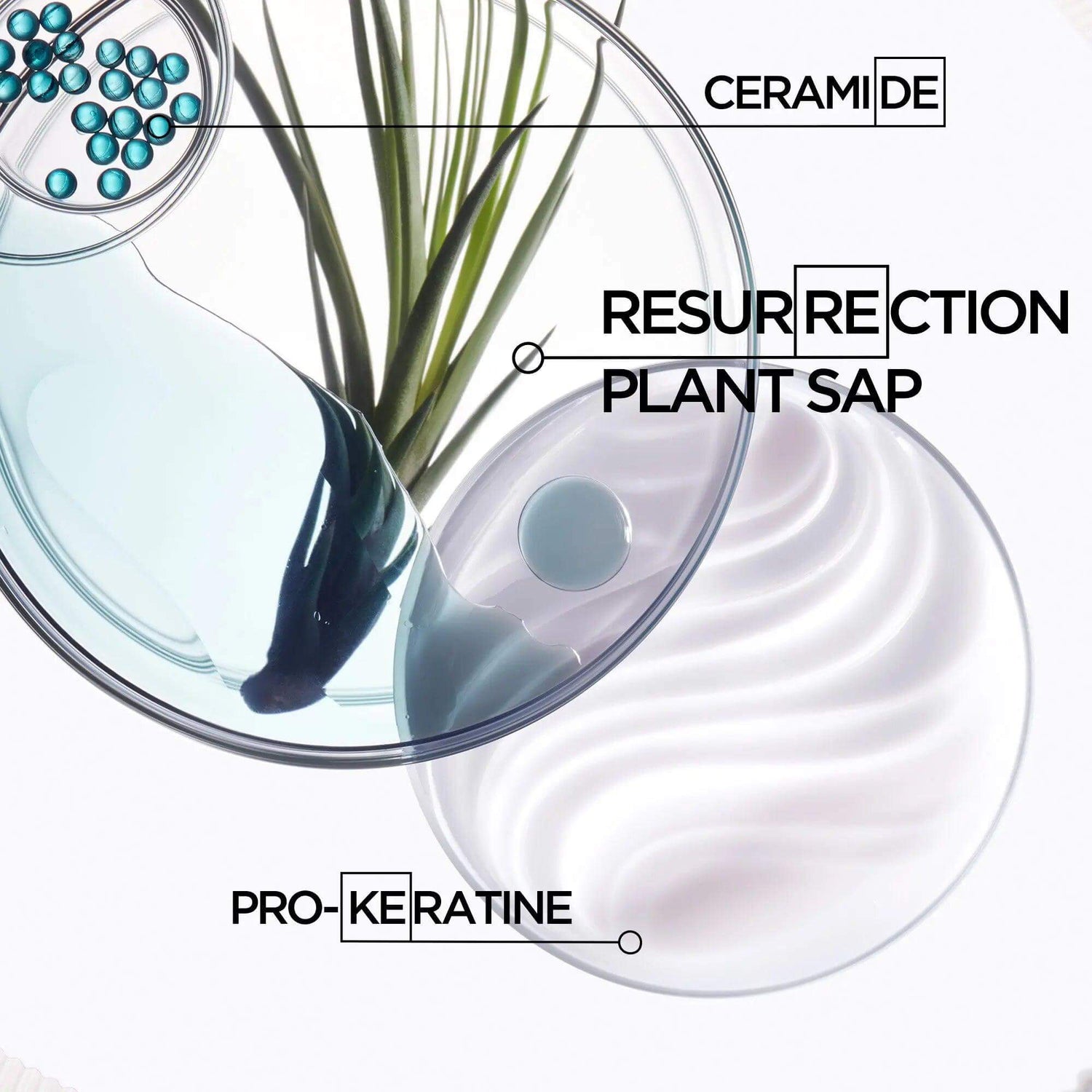 Close-up of Bain Force Architecte Shampoo ingredients: ceramide, resurrection plant sap, pro-keratine.