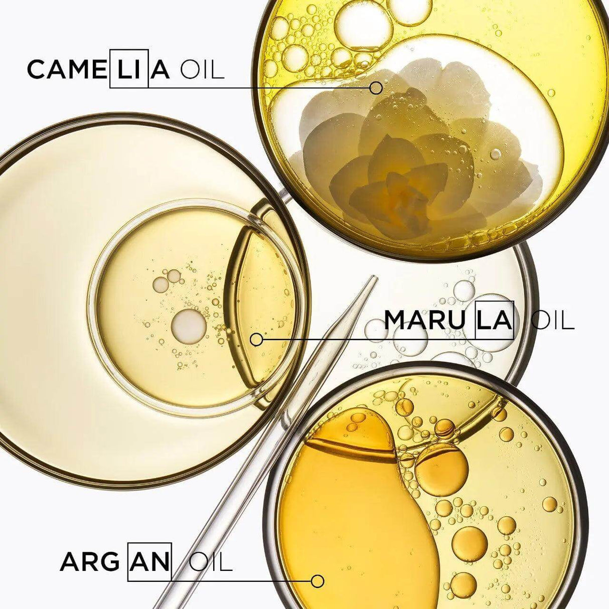 Three petri dishes with camellia, marula, and argan oils displayed for hair care benefits depiction.