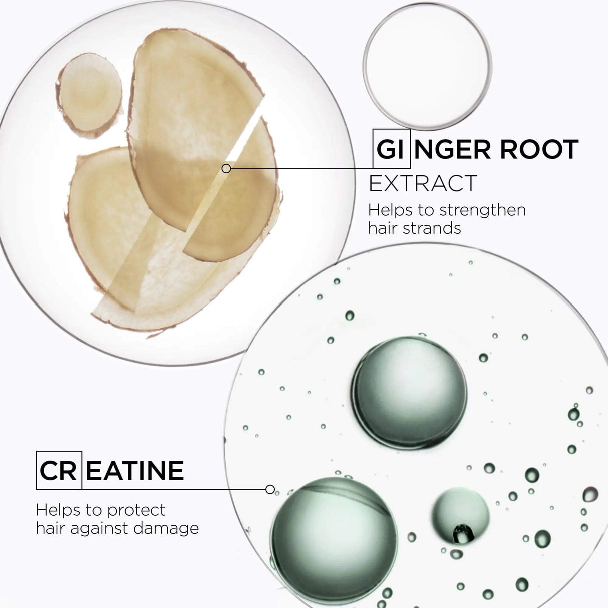 Illustration showing Kérastase Genesis Homme Shampoo ingredients: ginger root extract and creatine, detailing benefits for hair.